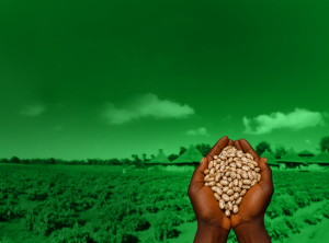 Promoting farming and consumption of iron-rich beans to fight malnutrition in Karamoja region_WEKOnnect Group